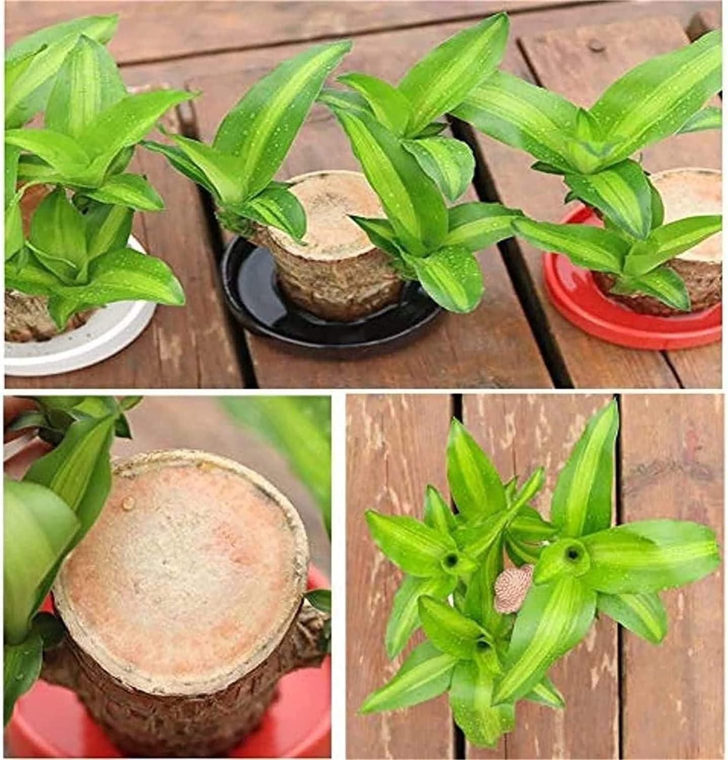 Brazilian Lucky Wood: Mini Home Plant Decoration