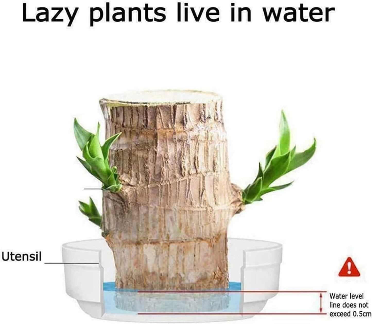 Brazilian Lucky Wood: Mini Home Plant Decoration