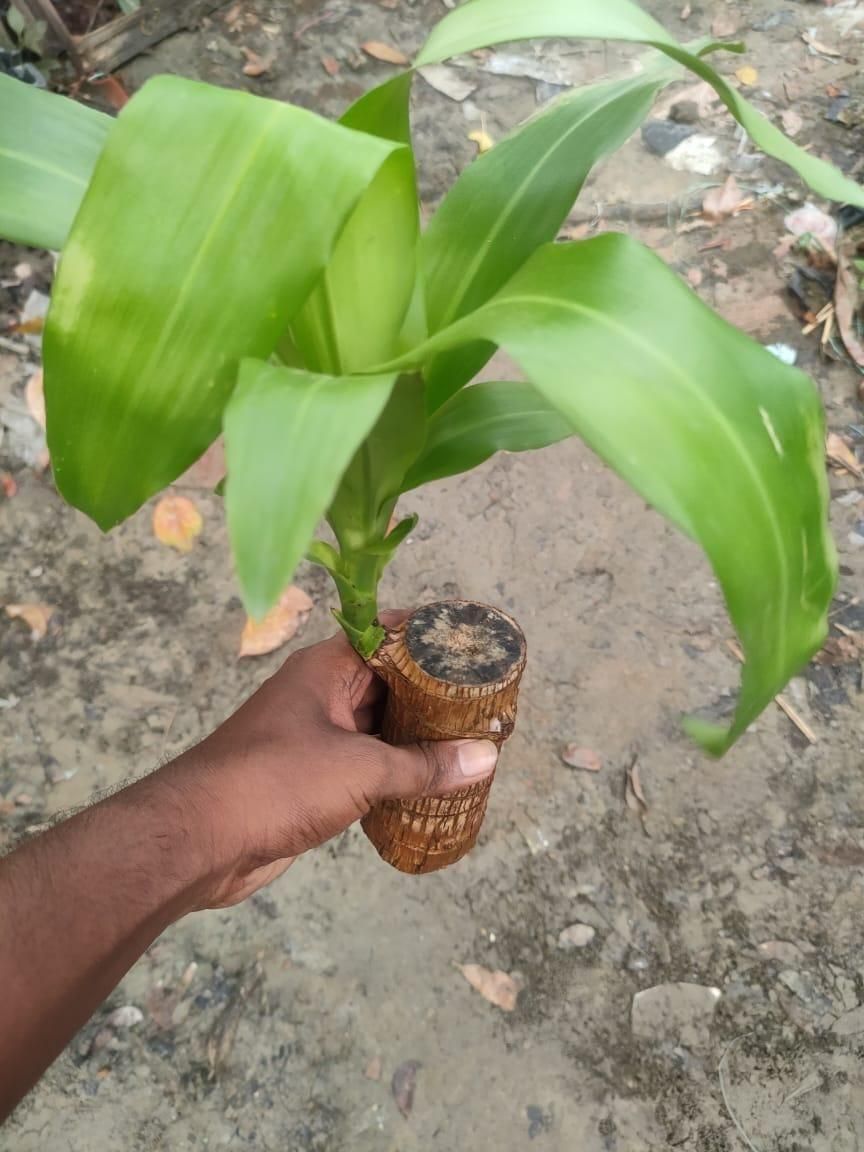 Brazilian Lucky Wood: Mini Home Plant Decoration