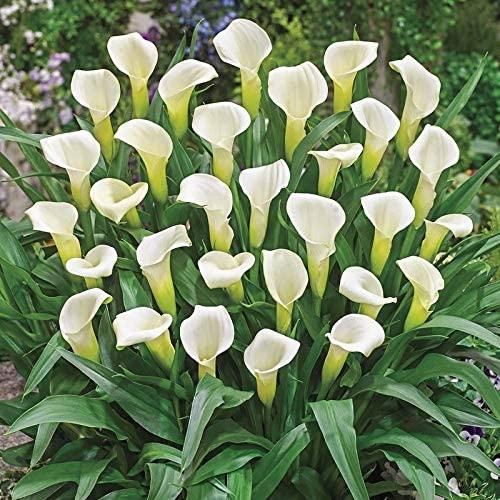 Flower Seeds Calla Lily Bulbs (Pack of 1)