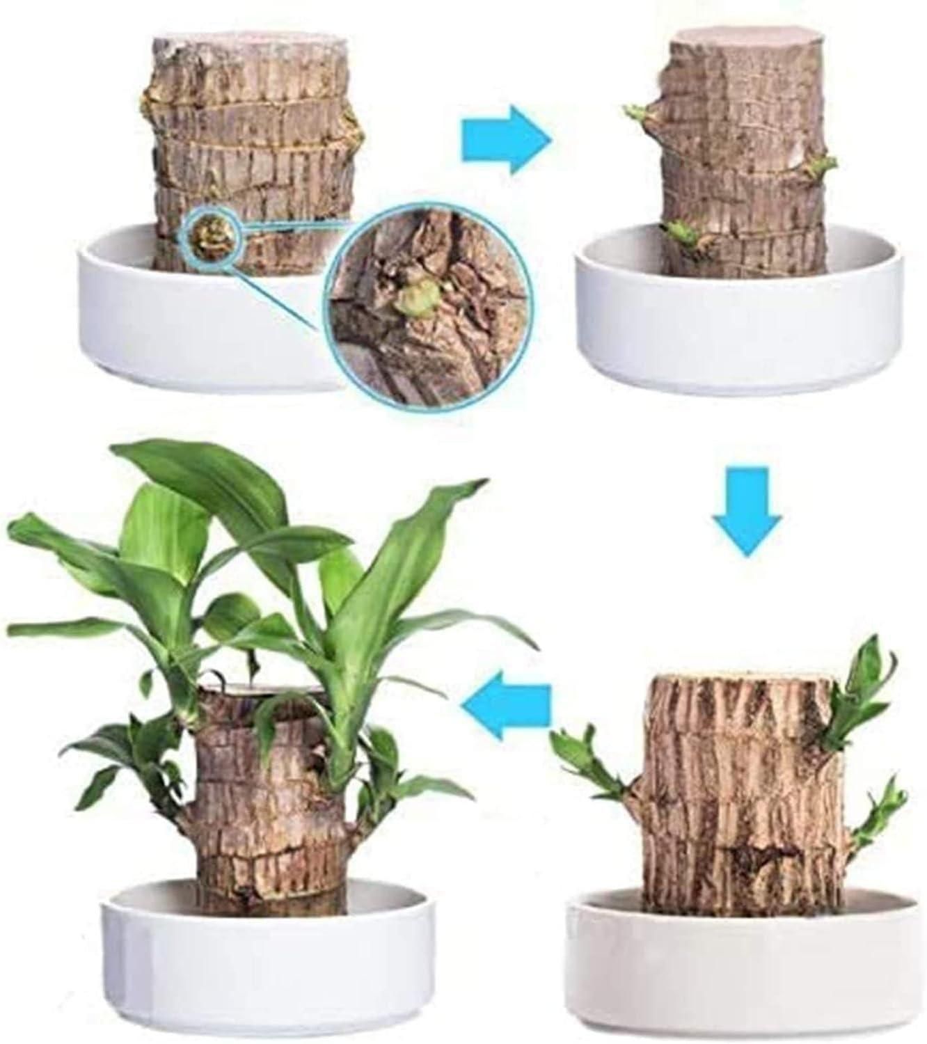 Brazilian Lucky Wood: Mini Home Plant Decoration