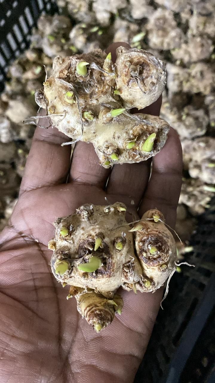 Flower Seeds Calla Lily Bulbs (Pack of 2)