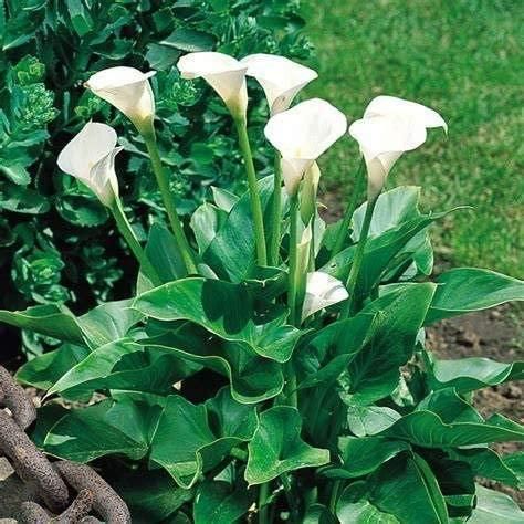 Flower Seeds Calla Lily Bulbs (Pack of 1)