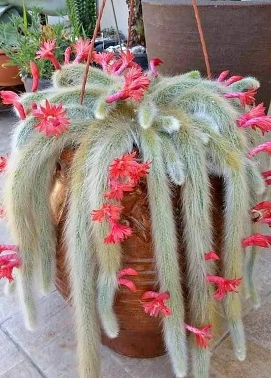 Cactus Unique Charm for Your Garden