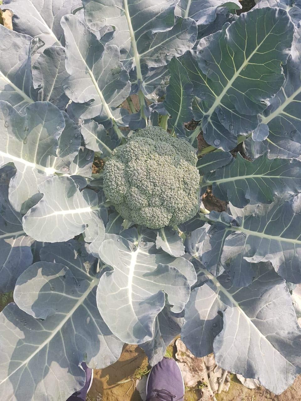 Hybrid Organic Broccoli Seeds (Pack of 40)