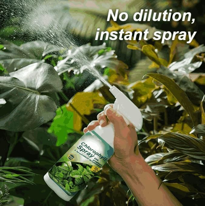 Chlorophyll Spray 100 ML