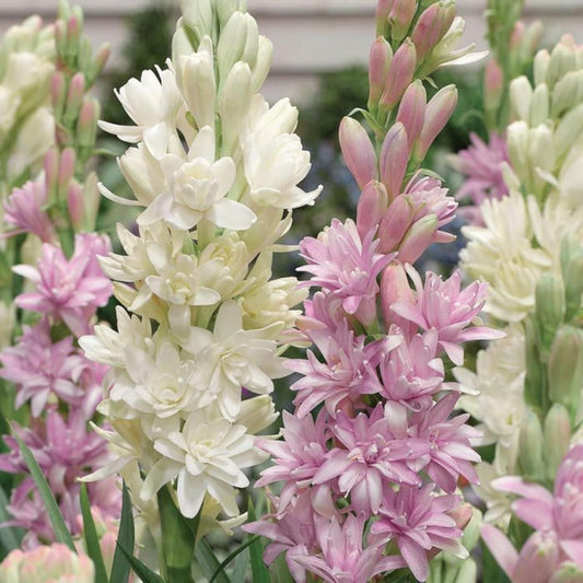 Rajnigandha Double Petal Tuberose Bulbs (Pack of 2)