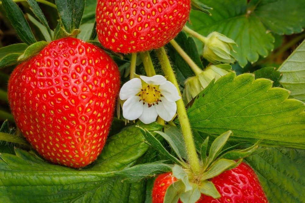 Fresh Sweet Strawberry Seeds (Hybrid) (Seeds 20)