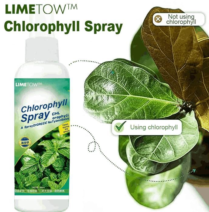 Chlorophyll Spray 100 ML