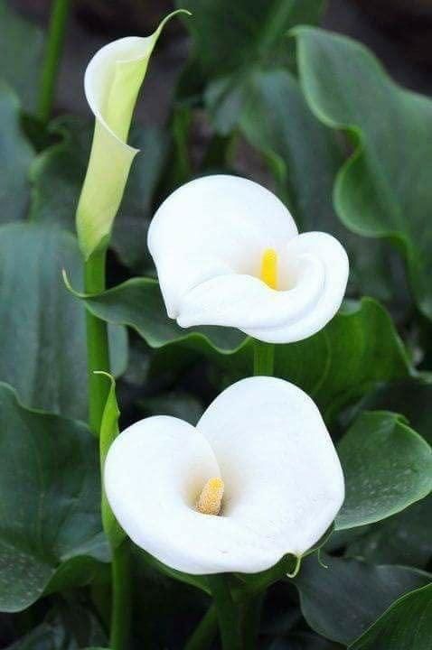 Flower Seeds Calla Lily Bulbs (Pack of 1)