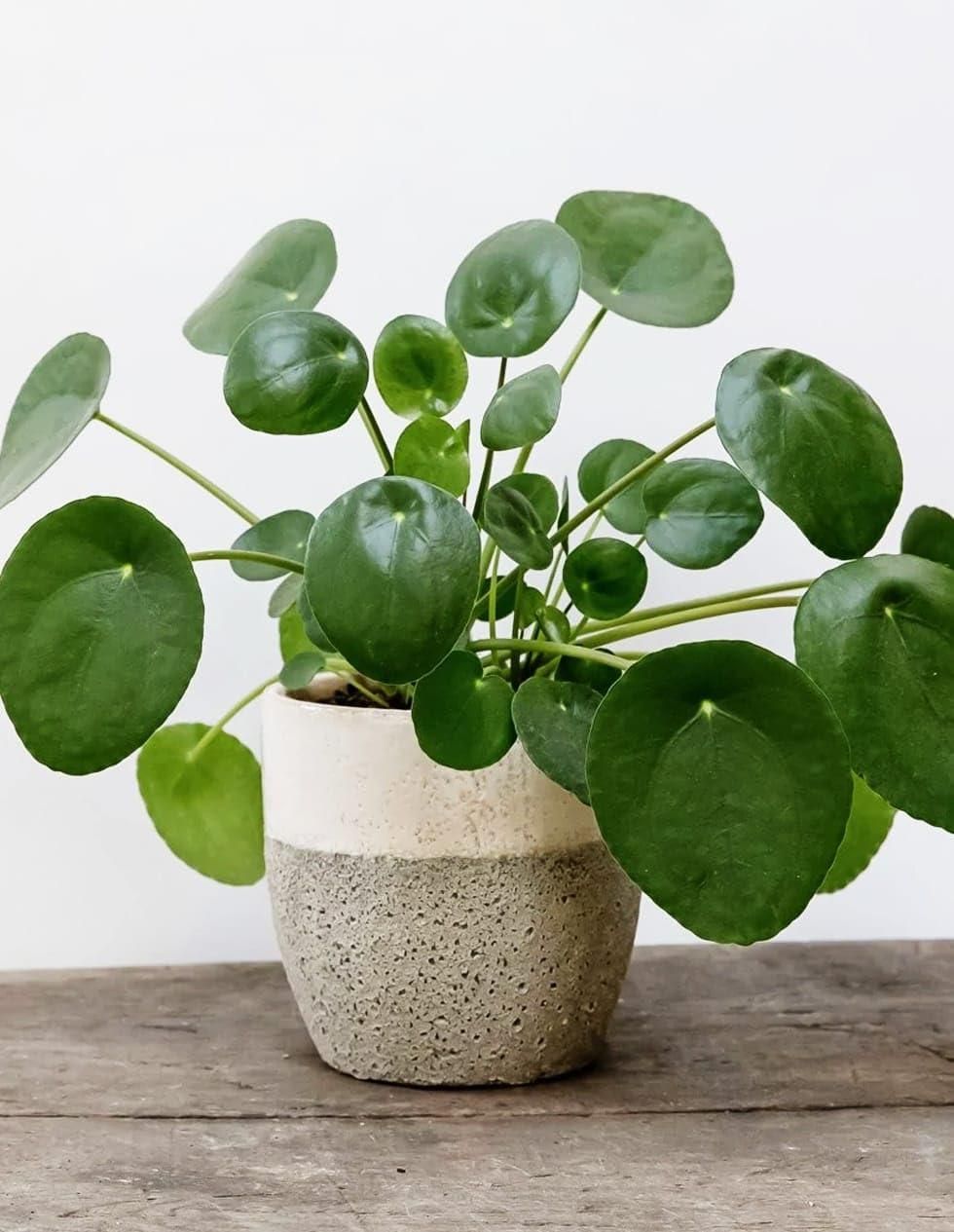 Chinese Lucky Money Plant (Pack of 1)