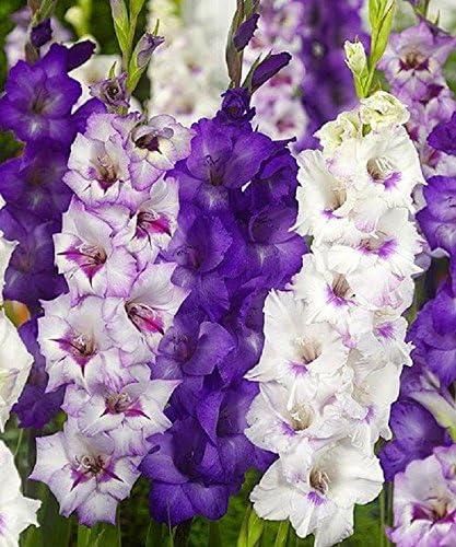 Gladiolus Bulbs Purple Mixture - Summer Flowering Perennial (Pack of 2)