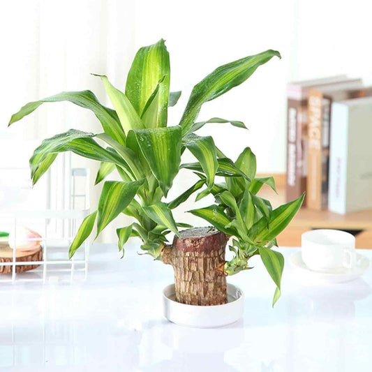 Brazilian Lucky Wood: Mini Home Plant Decoration