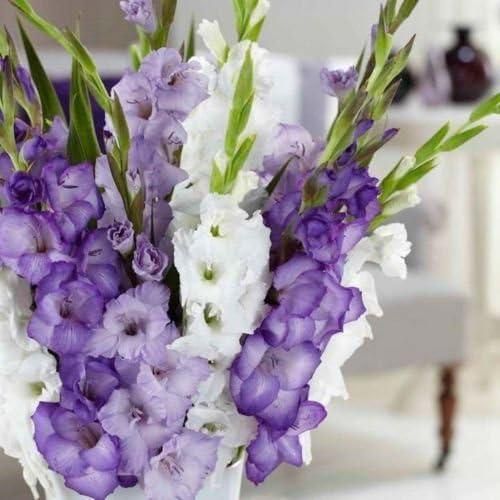 Gladiolus Bulbs Purple Mixture - Summer Flowering Perennial (Pack of 2)