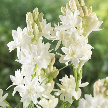 Rajnigandha Double Petal Tuberose Bulbs (Pack of 2)